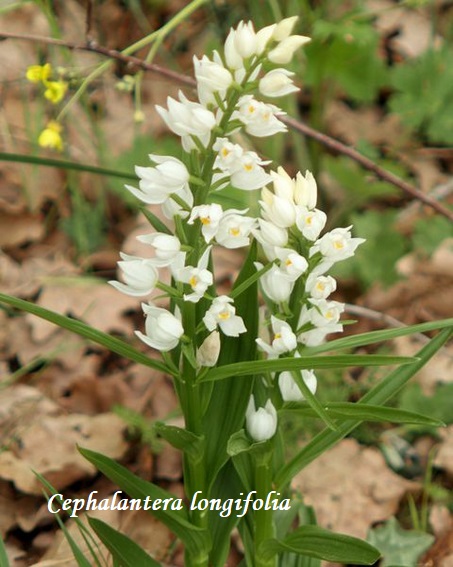 Orchidee dell''Epiro e del Peloponneso